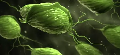 Green, dumpling-shaped Trichomoniasis parasite with tails.