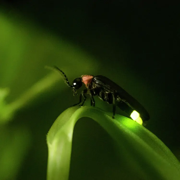 Closeup of a black and red firefly showing his light while standing on a green leaf.