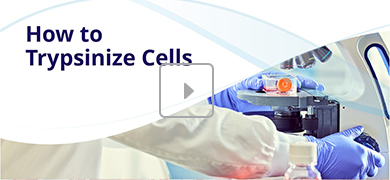 A person wearing gloves in a laboratory handles a microscope and a petri dish. The image includes the instructional text: "How to Trypsinize Cells."