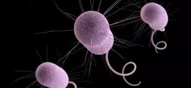 Floating pink, rod-shaped Pseudomonas aeruginosa bacteria with long whiskers and curly tails.