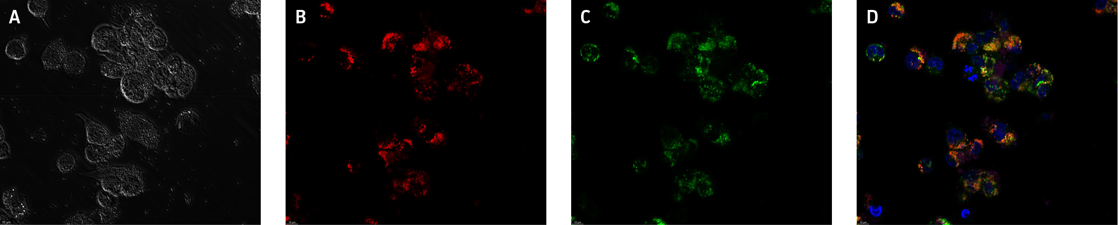 Phagocytosis assay of THP-1 ARC-derived macrophage-like cells.