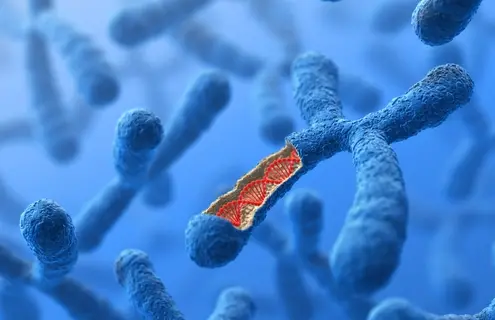 3D illustration of a Chromosome with a cutout showing a red DNA helix