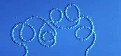 Nostoc, a nitrogen-fixing cyanobacterium, LM Credit Spike Walker.jpg