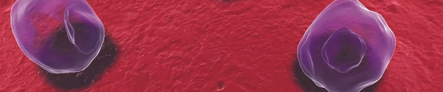  Transparent bubble of Chlamydia bacteria.