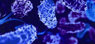 Rod-shaped, purple, blue, fluorescent, knobby bacteria with teeth-like ends.
