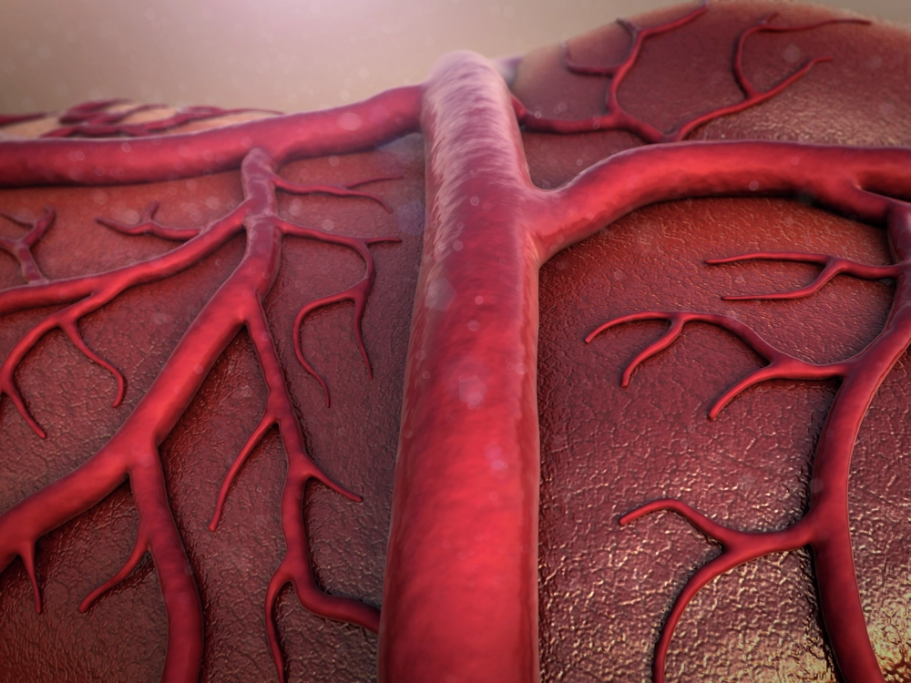 Blood_Vessels_iStock_000055284112_XXXLarge.jpg