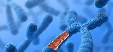 3D illustration of a Chromosome with a cutout showing a red DNA helix