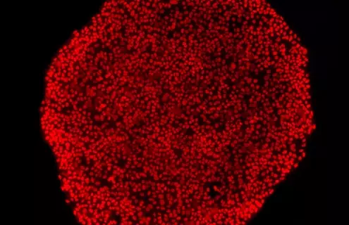 Red IPSC colony nanog cells.