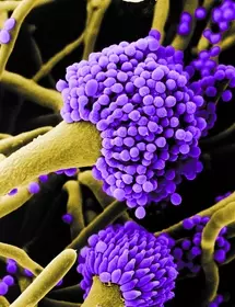 Green stem attached to a cluster of small, round, purple Aspergillus fumigatus.