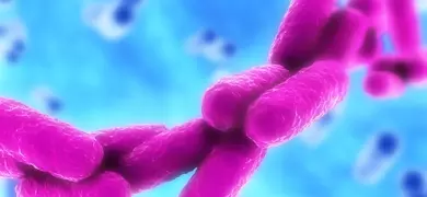 Cluster of fluorescent pink rods of bacteria.