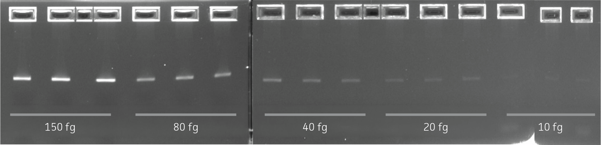 Agarose gel showing a limit‑of‑detection dilution series with decreasing band intensity as Mycoplasma hominis DNA input decreases from 150 fg to 10 fg, demonstrating assay linearity.