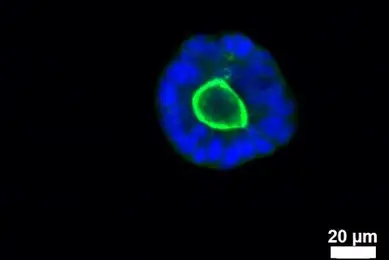 Microphysiological systems blue cluster