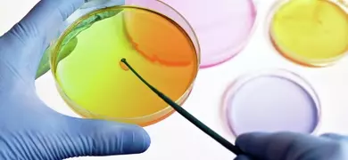 Researcher preparing several color plates with media in a microbiology laboratory