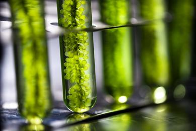 Algae fuel biofuel iStock-1151361649.jpg