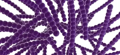 3D-rendered close-up image of streptococci bacteria interconnected purple spherical structures arranged in chains.