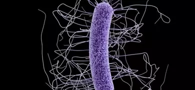 Highly magnified 3-D illustraion image of a rod-shaped Clostridium difficile bacterium with purple coloring and numerous flagella extending outward, set against a black background.