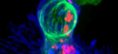 Spherical, fluorescent green, blue, pink and red killer T cells.