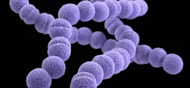 3D generated image Streptococcus, also known as S. pyogenes, bacteria, which were arranged in chains