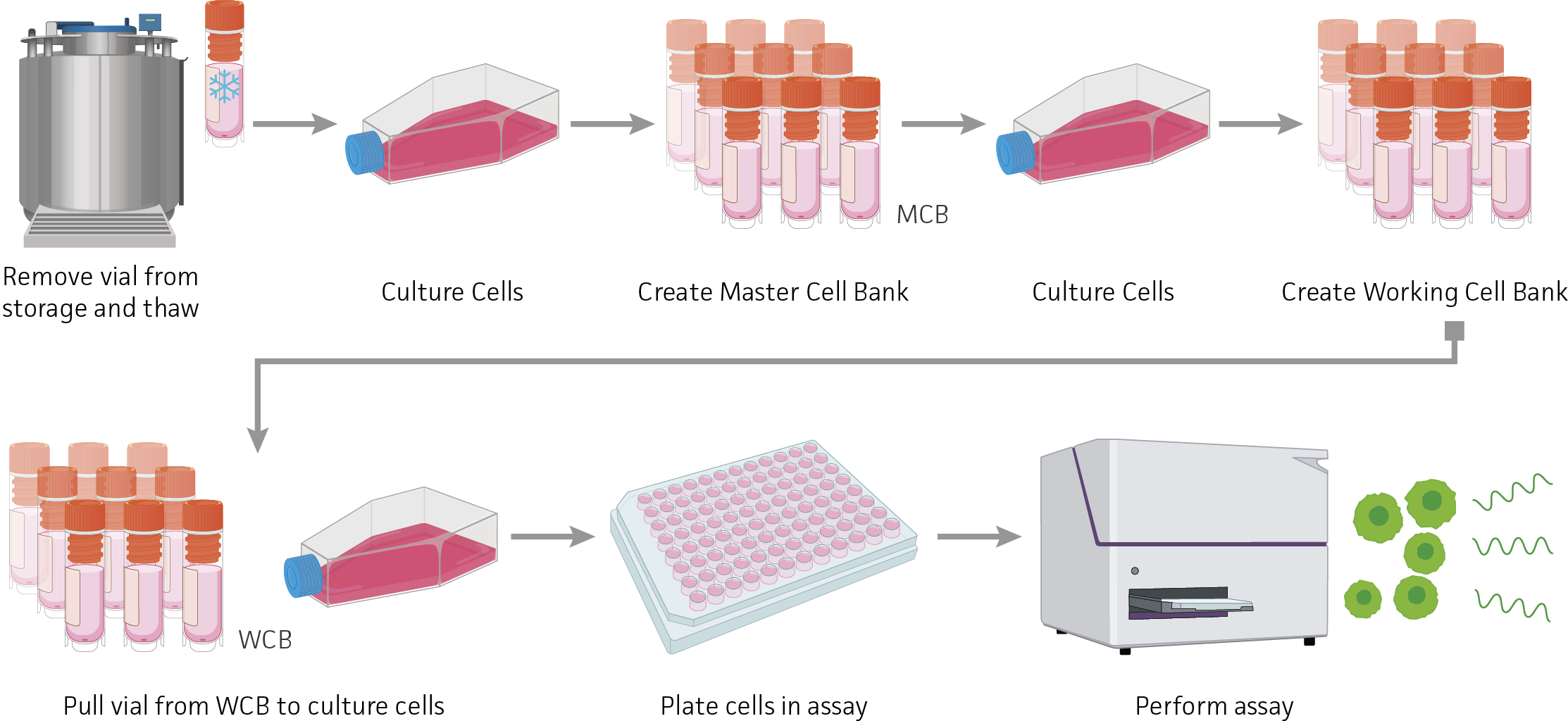 Standard Assay Ready Cells Workflow