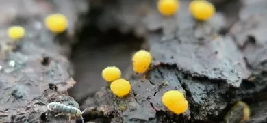 Close-up image of small, round, bright yellow fungal fruiting bodies growing on dark, decaying wood, with a tiny arthropod visible on the surface.