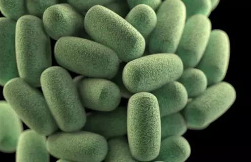 A cluster of green, rod-shaped clostridium bacteria.