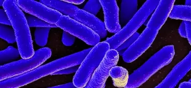 Blueish purple rods of Escherichia coli bacteria.