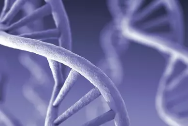 Light purple DNA strand.