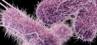 A 3D computer-generated illustration of Salmonella Typhi bacteria, showing elongated purple cells covered with short fimbriae and multiple flagella extending in all directions for motility.