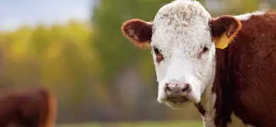 Close-up of a Hereford cow standing in the pasture on an autumn day