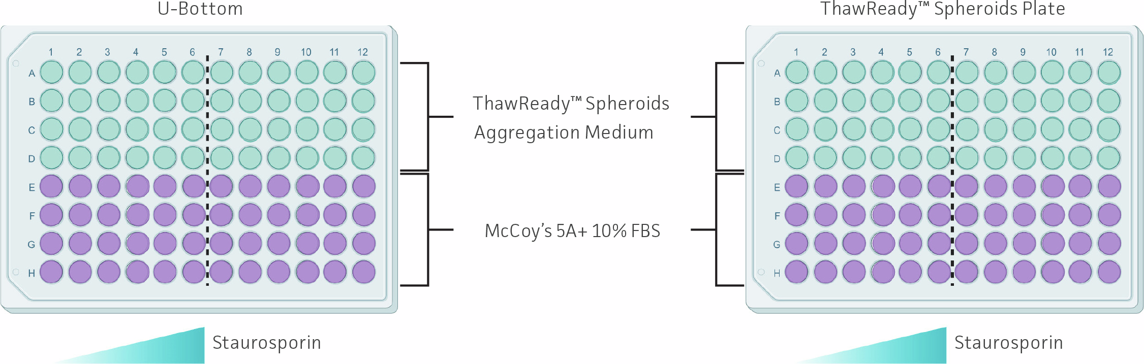 A schematic compares spheroid preparation and Staurosporine treatment in a U‑bottom plate versus a ThawReady™ Spheroids Plate, showing wells filled with either aggregation medium or McCoy’s 5A with FBS. Both plates include a gradient of Staurosporine applied across the wells. (Figure created with BioRender.com.)