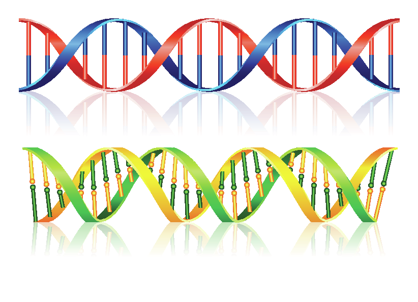 The image shows two representations of DNA double helix structures. The top DNA strand is colored in red and blue, with a smooth reflective surface below it. The bottom DNA strand is colored in green and yellow, with small circles representing the nucleotide bases connected by lines.