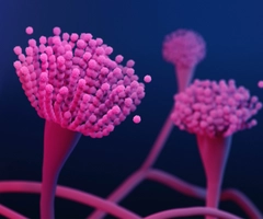 Highly magnified close-up of Aspergillus fungi with pink, spherical spores clustered atop elongated stalks, set against a dark blue background.