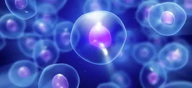 A cluster of translucent cells with purple nuclei floating against a blue background.