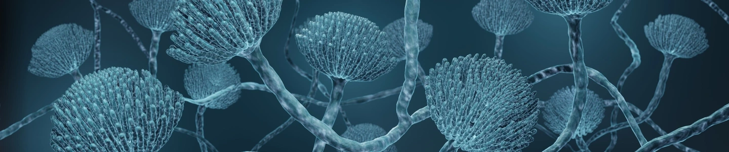 3D illustration of Candida fungi