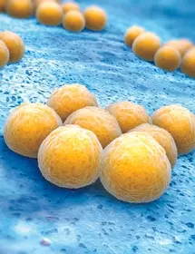 Yellow balls of Staphylococcus, aureus bacteria.