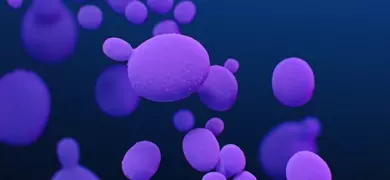 A medical illustration of Candida auris fungal organisms in shades of blue and purple.