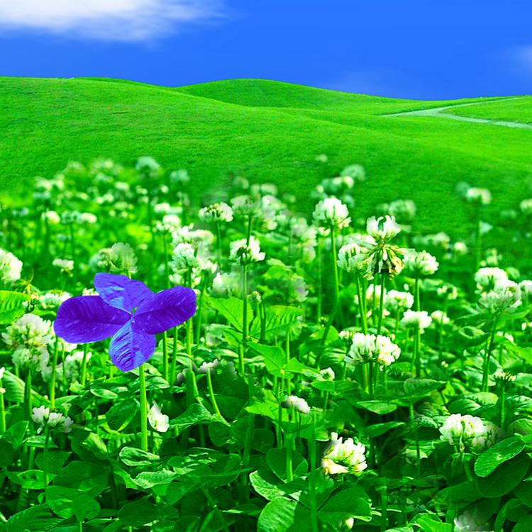 Patch of clover with white flowers and one purple flower in a hilly meadow with bright blue sky.