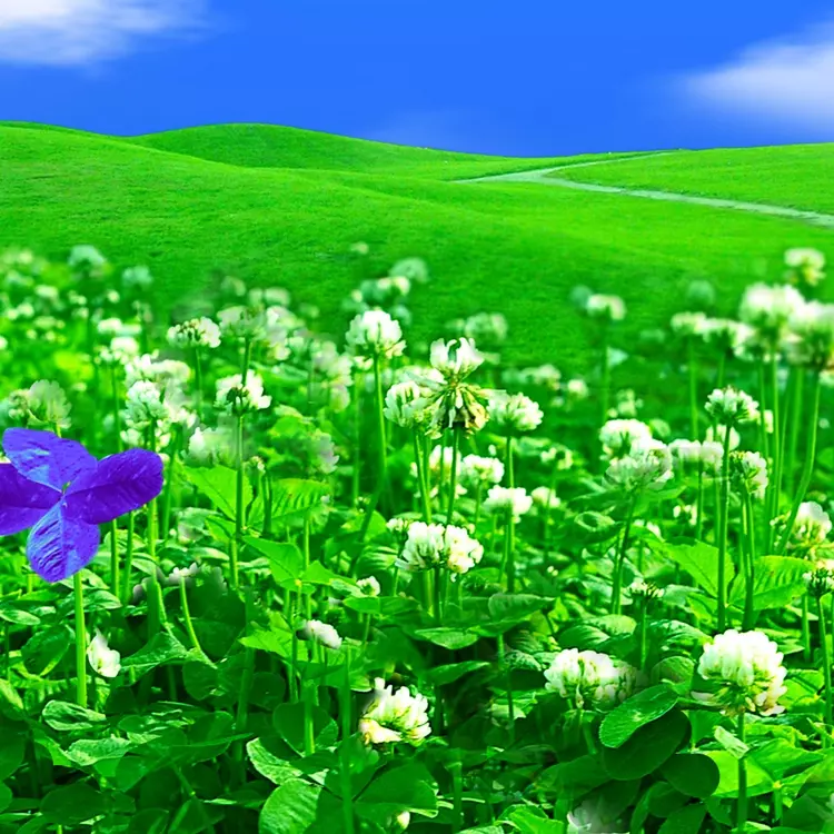 Patch of clover with white flowers and one purple flower in a hilly meadow with bright blue sky.