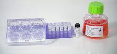 Laboratory setup featuring a six-well plate, a rack of labeled vials containing growth factors, a small vial with a black cap, and a larger bottle labeled "Organoid Growth Kit 1B" with orange liquid, used for cell culture experiments.
