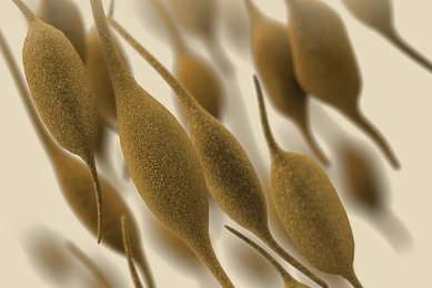 This illustration depicted a three-dimensional (3D), computer-generated image, of a group of Mycoplasma pneumoniae, bacteria.