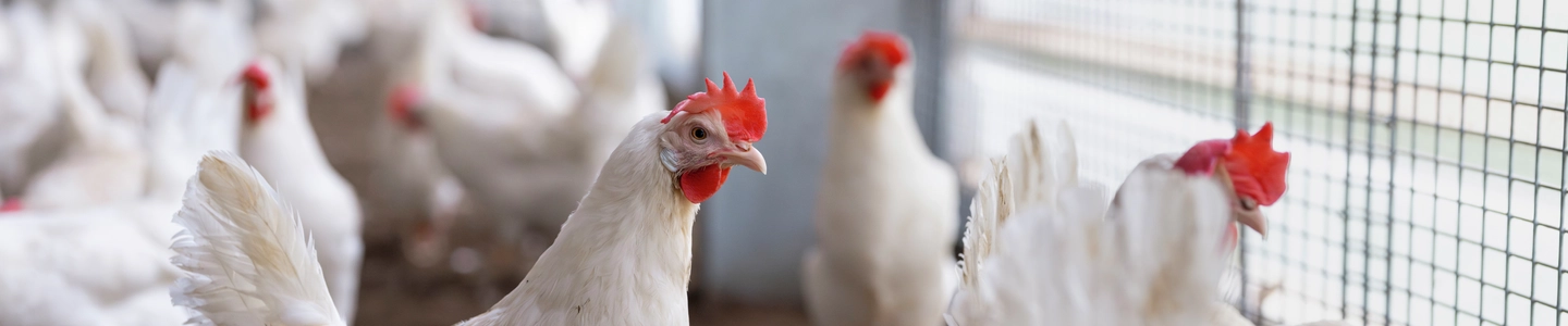 White chickens standing on dirt inside an enclosed poultry area with wire fencing.