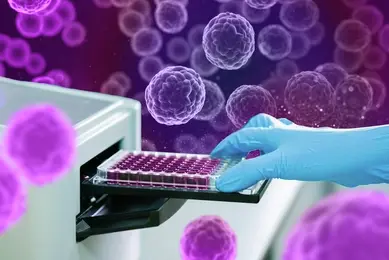 Spheroid pre-plated kit plate to measure OD with microplate reader. Microtiter plate (96 well) reader for biochemistry analysis.
