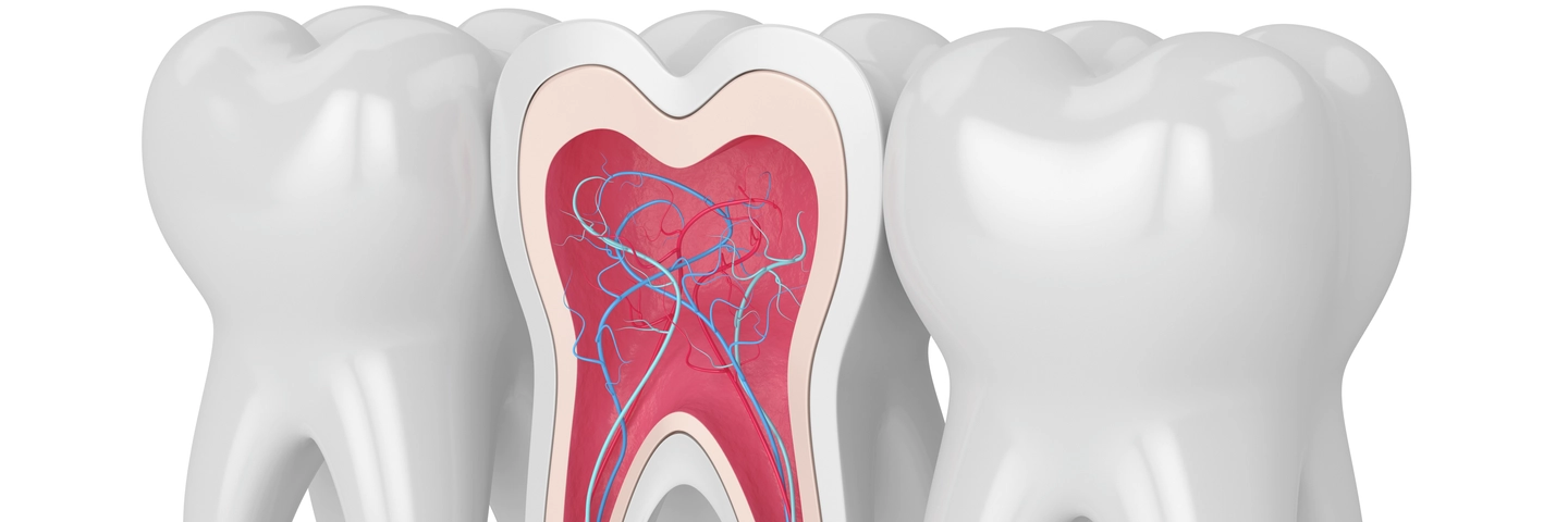 Detailed 3D rendering of a tooth cross-section highlighting internal structures such as nerves and blood vessels, surrounded by healthy teeth on a white background. Perfect for dental education, oral health resources, and anatomy visuals.