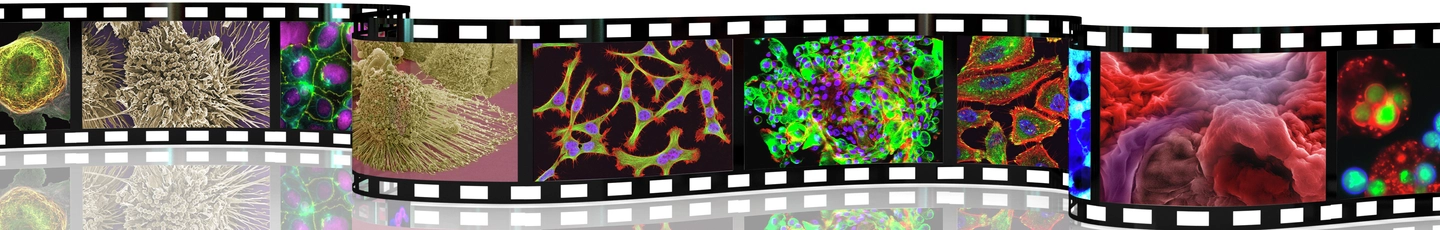 A film strip displaying various microscopic images of cells and tissues, captured using fluorescence microscopy. The film strip is reflective, creating a mirrored effect on the surface below it. The images showcase different types of cellular structures and patterns, highlighting intricate details of cellular components relevant to scientific research in cell biology or histology.