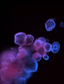 Blue and purple ecad488 organoid cells.