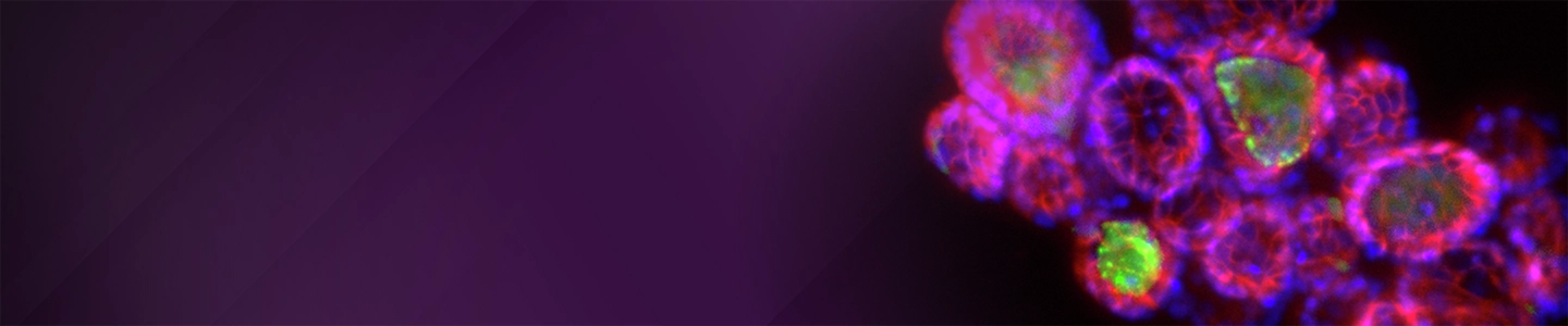 A banner image shows clustered spherical organoid structures with bright multicolor fluorescence, including red outer layers, blue internal signals, and green highlighted regions, forming overlapping circular shapes on the right side against a deep purple gradient background.
