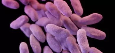 A 3D computer-generated illustration of carbapenem-resistant Enterobacteriaceae (CRE) bacteria, designed using scanning electron microscope imagery.