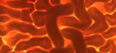 Orange bacilluspumilus bacteria.
