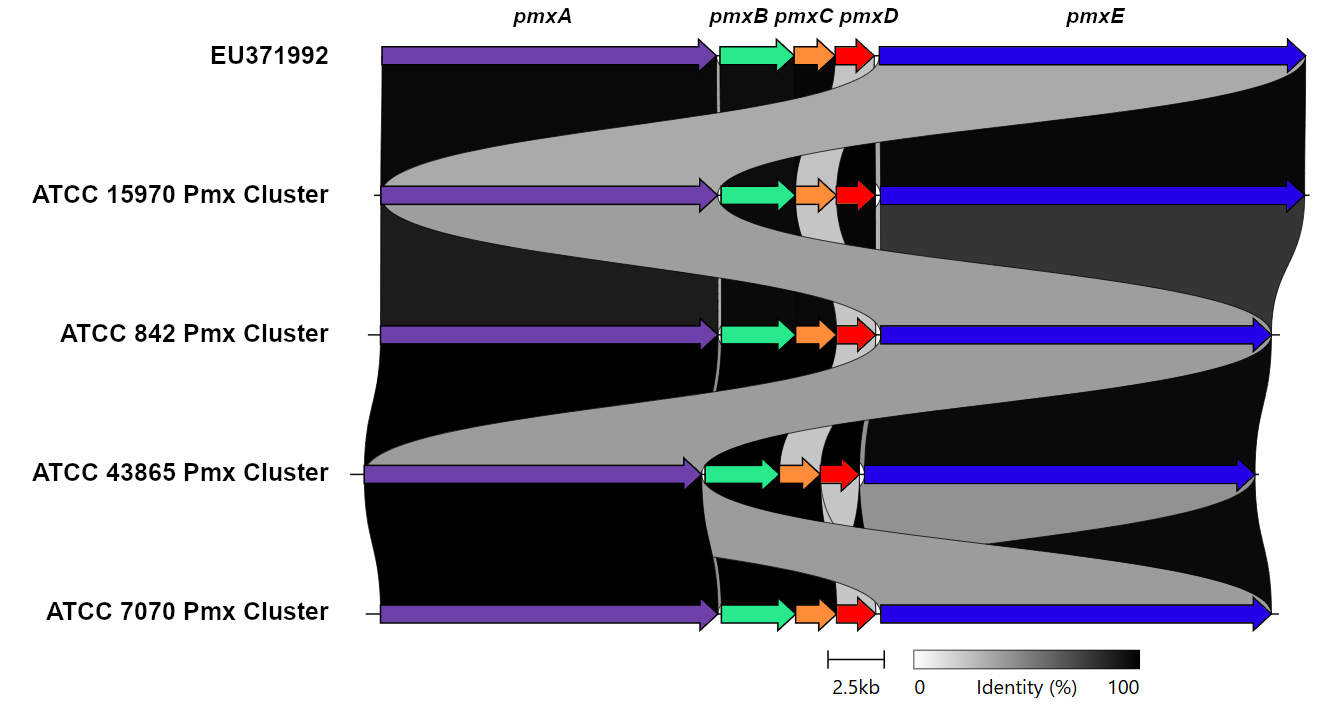 Colistin resistance in ATCC Paenibacillus polymyxa strains.