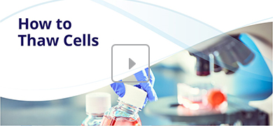 A laboratory scene showing a gloved hand holding a container of red liquid, likely containing cells, with a microscope in the background. The text "How to Thaw Cells" appears prominently on the left.
